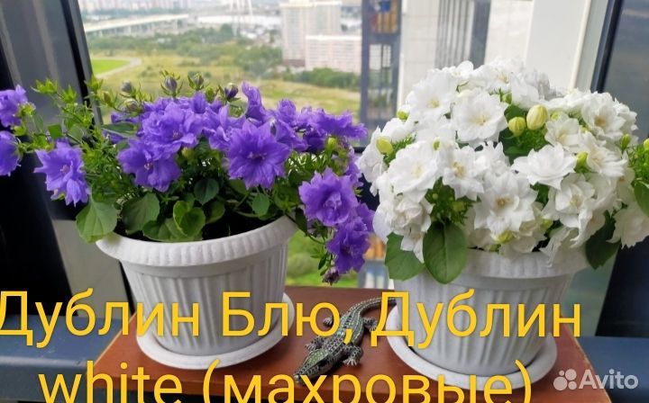 Кампанулы махровые жених и невеста