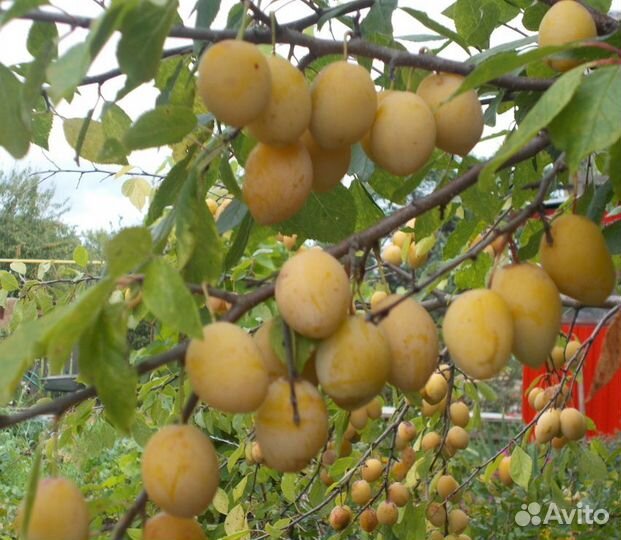 Продаются саженцы высокоурожайной желтой сливы