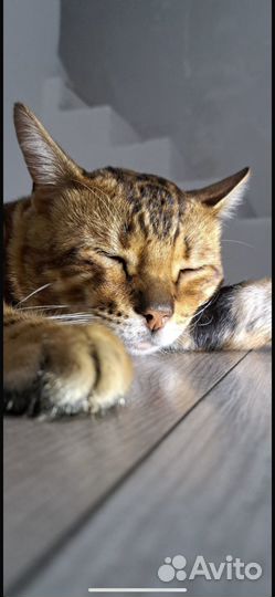 Кот бенгальский