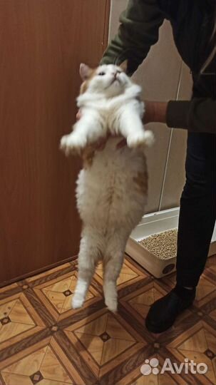 Котик Сеня