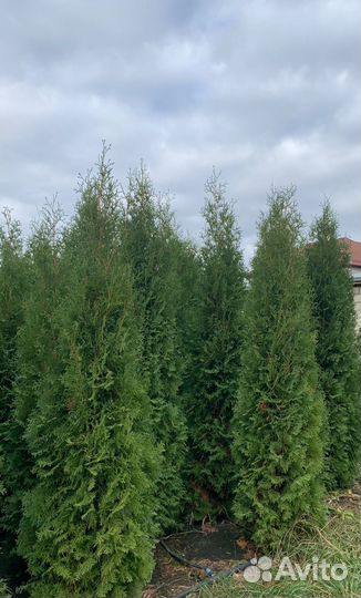 Туи, Колумна, Смарагд