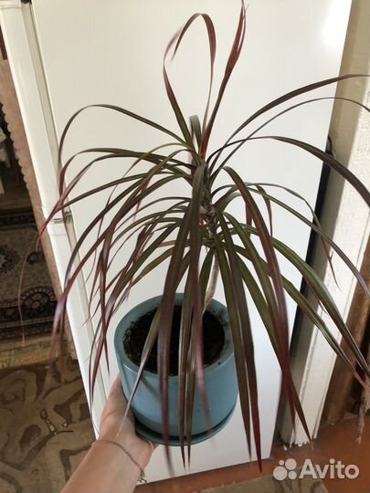 Комнатные цветы, Драцена