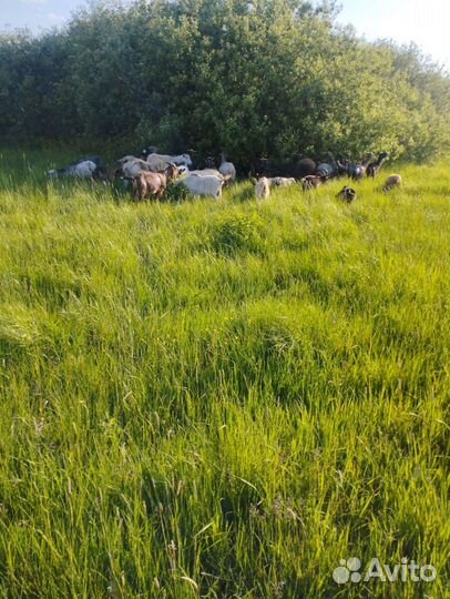 Овцы бараны и коза дойная и козёл