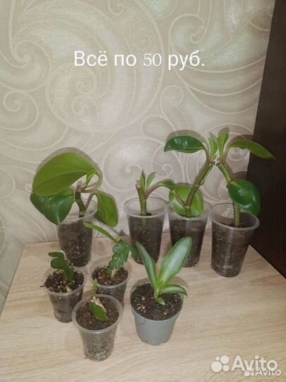 Комнатные растения