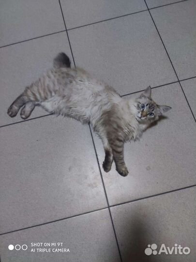 Тайский котик