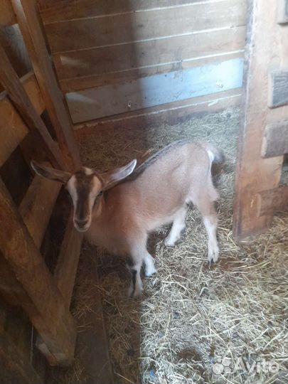 Альпийские козы