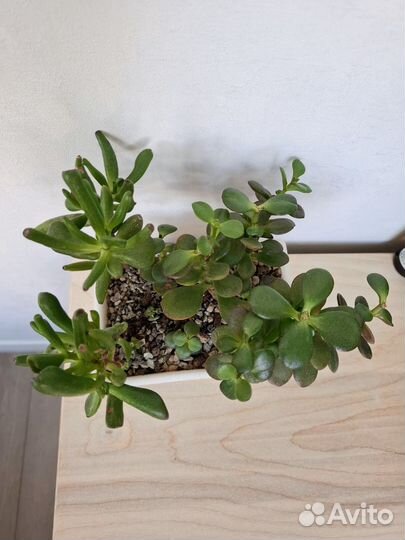 Суккуленты, денежные деревья