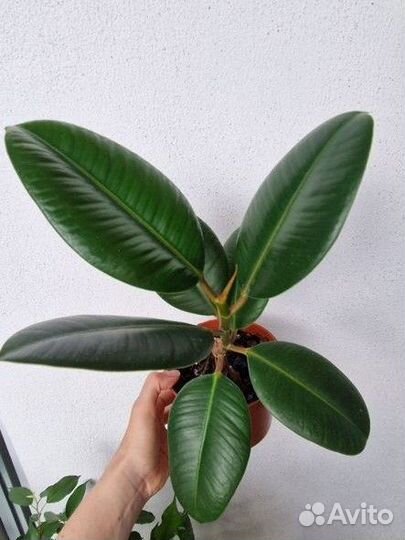 Фикус каучуконосный эластика