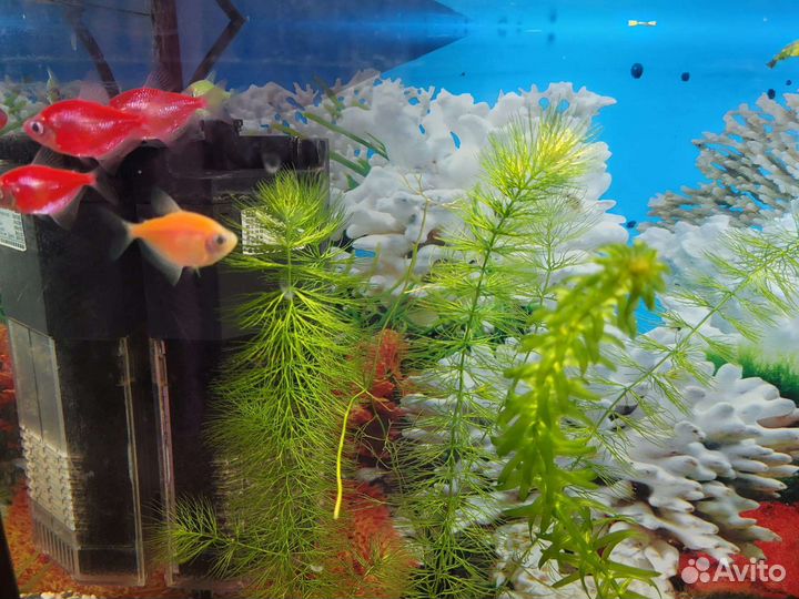 Аквариум