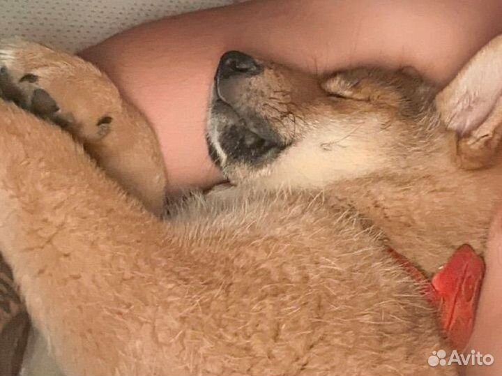 Собака сиба ину