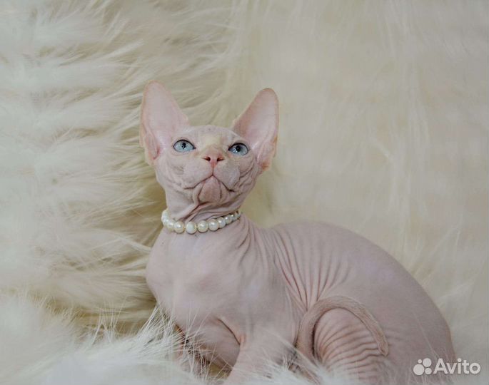 Канадский сфинкс котенок