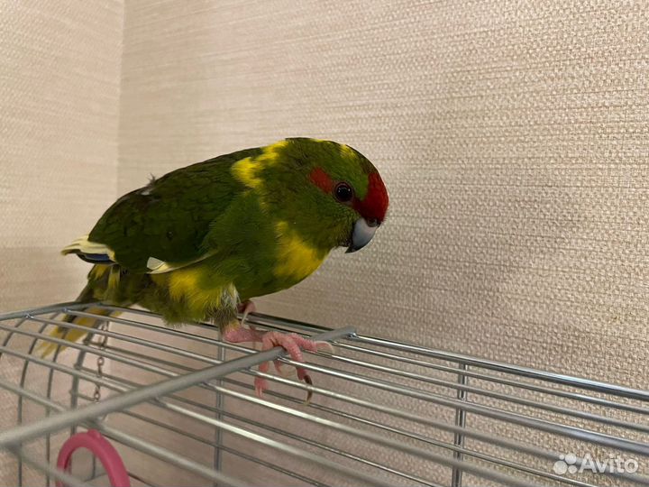 Попугай Какарик