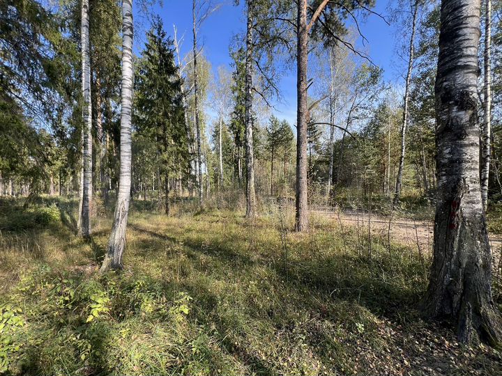 Участок 25 сот. (ИЖС)