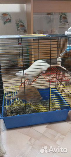 Крысы дамбо девочки