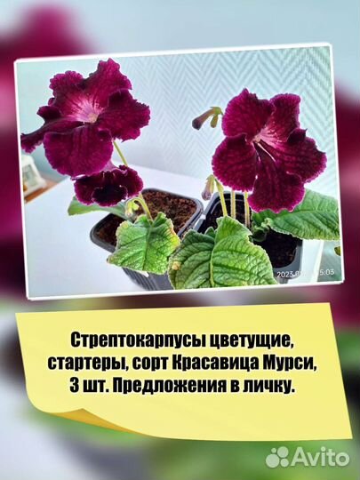 Стрептокарпусы