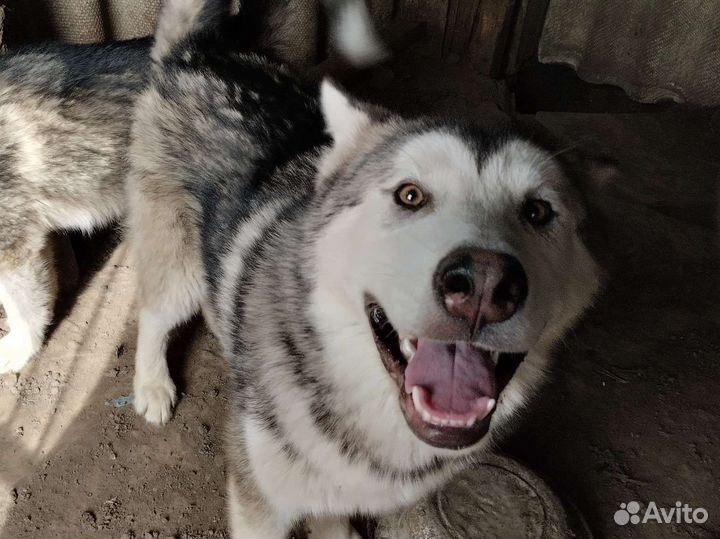 Маламутики