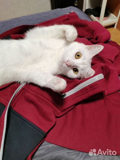 Кошка турецкая ангора