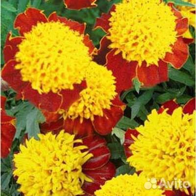 Семена бархатцев