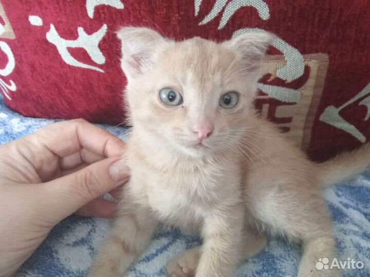 Котенок вислоухий