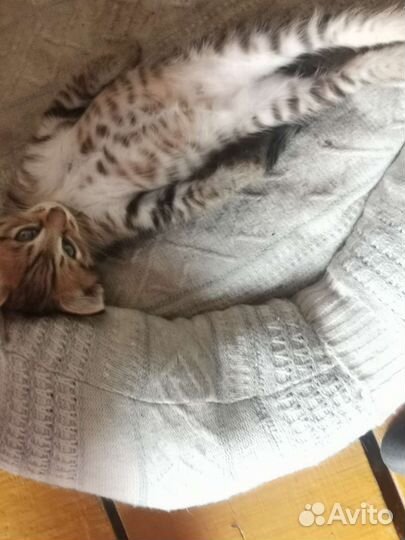Котик в добрые руки