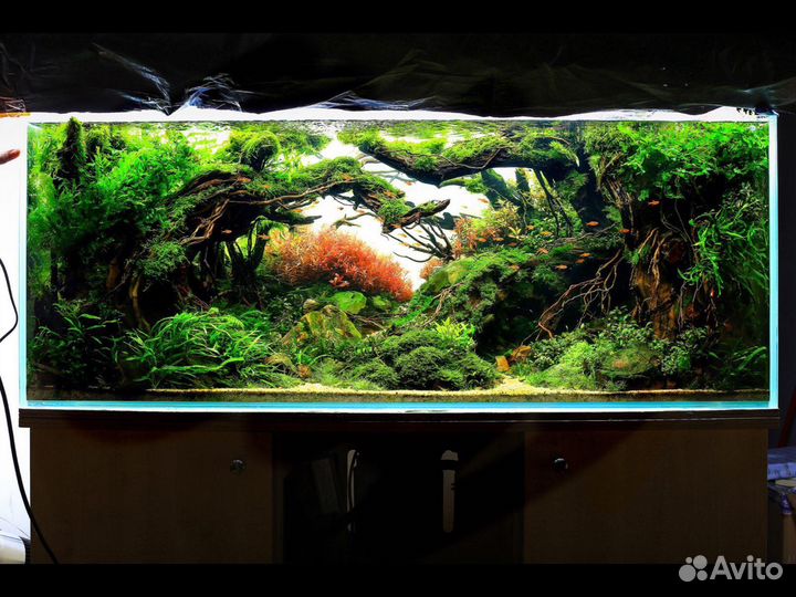 Коряги для аквариума,композиции,бонсай