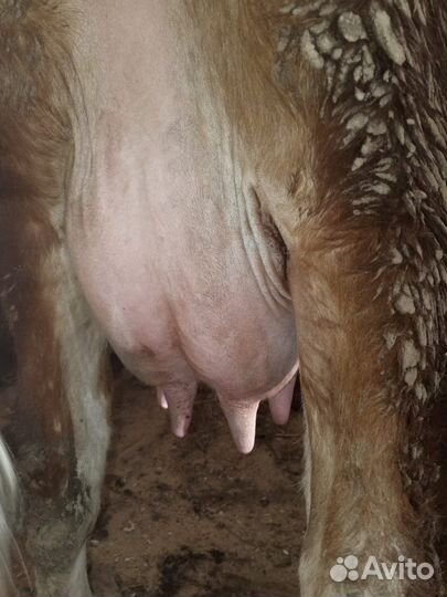 Корова на молоко