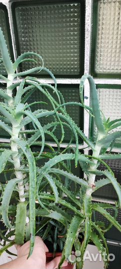 Цветок алоэ