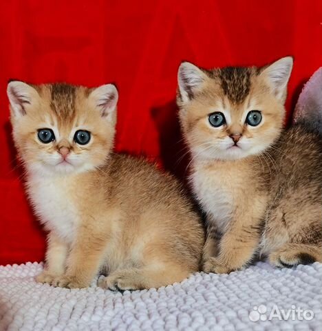 Золотые британцы