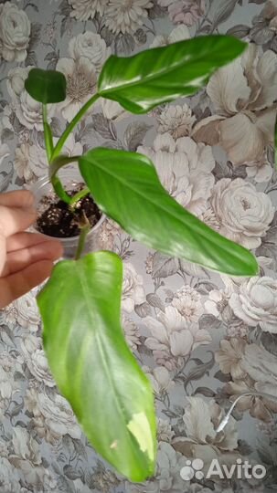 Эпипремнумы и монстерки