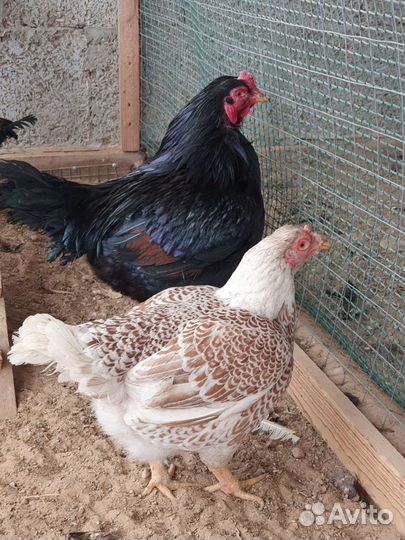 Инк яйцо кур Корниш