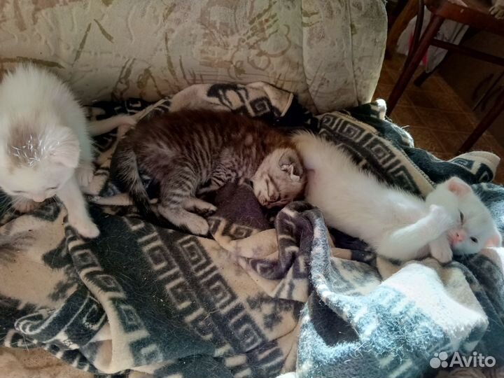 Продаю котят