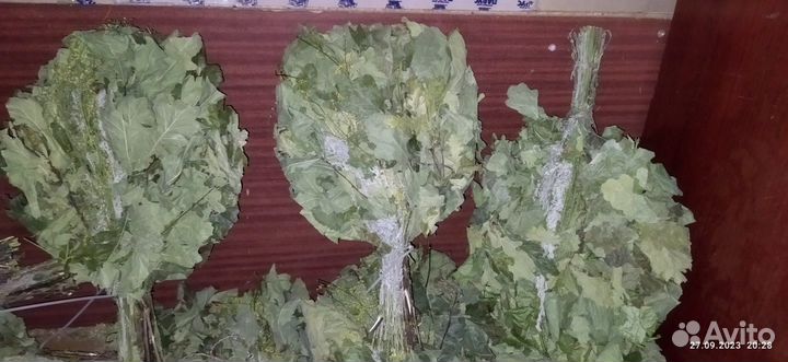 Дубовые веники для бани с травами