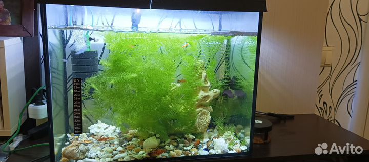 Аквариум с рыбками