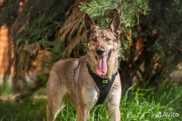 Собака из приюта в дар, Сенча, милая собака