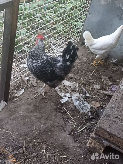 Петух Гризбар