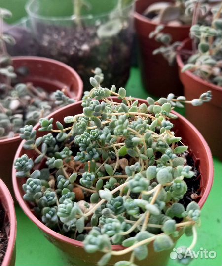 Суккуленты