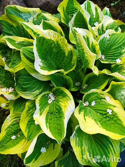 Хосты сортовые