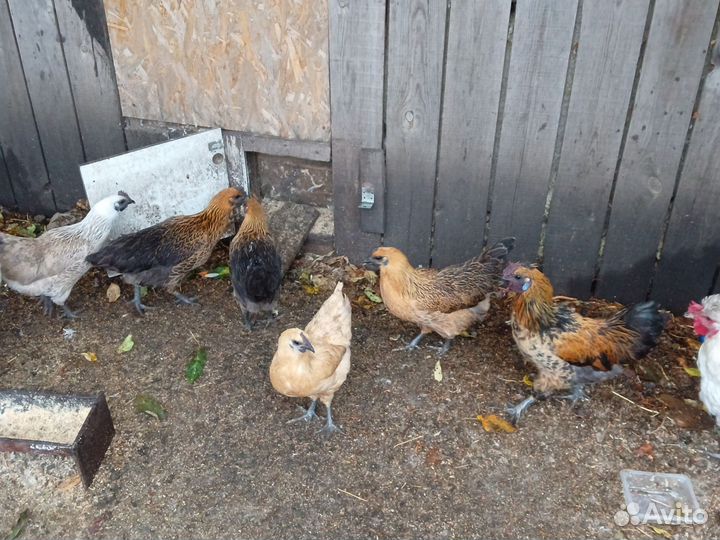 Куры молодки