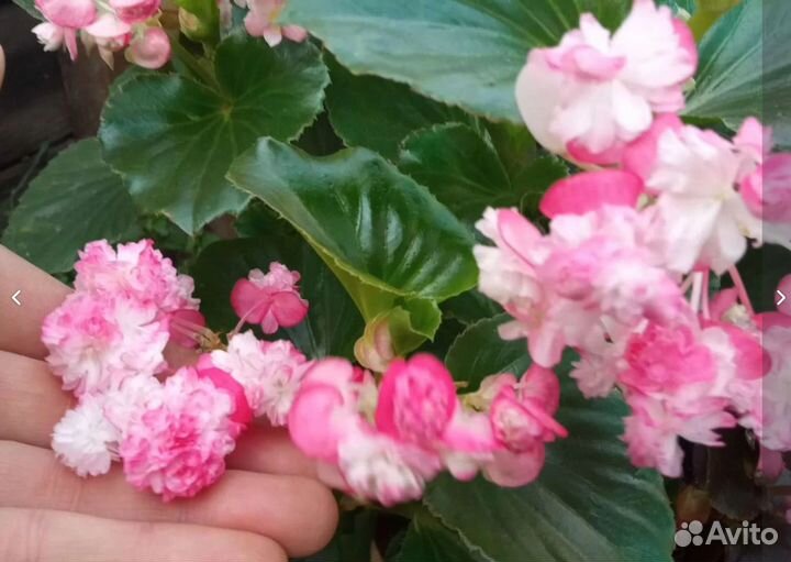 Бегония махровая корневая
