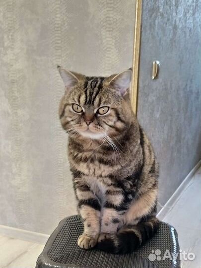 Кошки