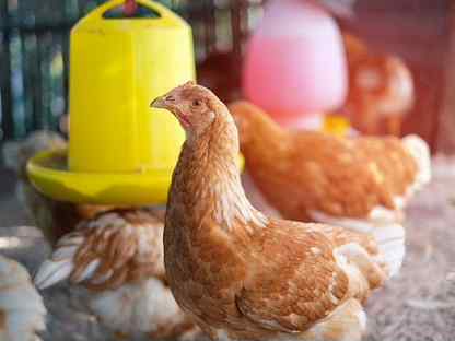 Куры-несушки Хайсекс Браун/5 мес./на яйце, Кронштадт