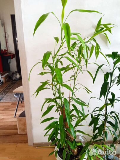 Комнатные домашние цветы большие