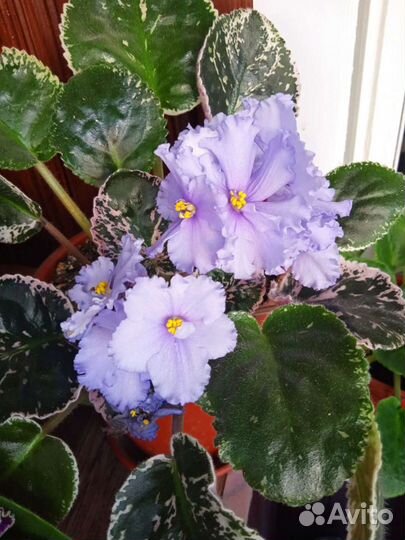 Фиалки сортовые и простые