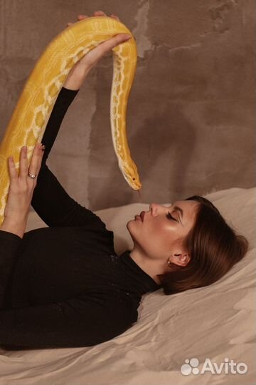 Змеи в аренду для фотосессий/ мероприятий