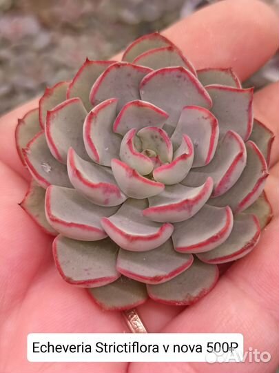 Эхеверии, суккуленты