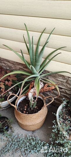 Алоэ вера растение