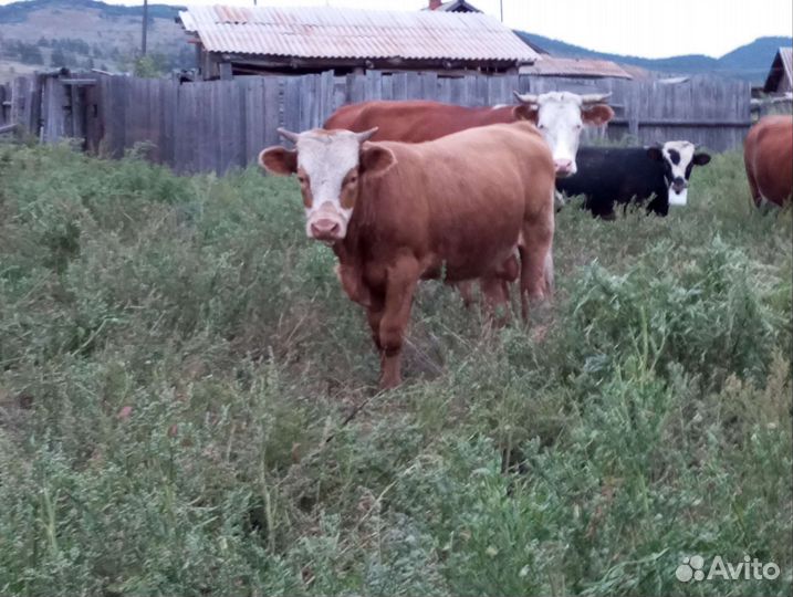Корова телята и бычки