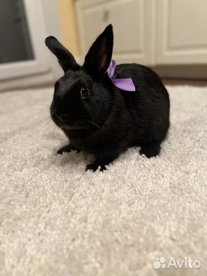 Декоративные кролики