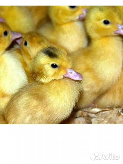 Утята муларды