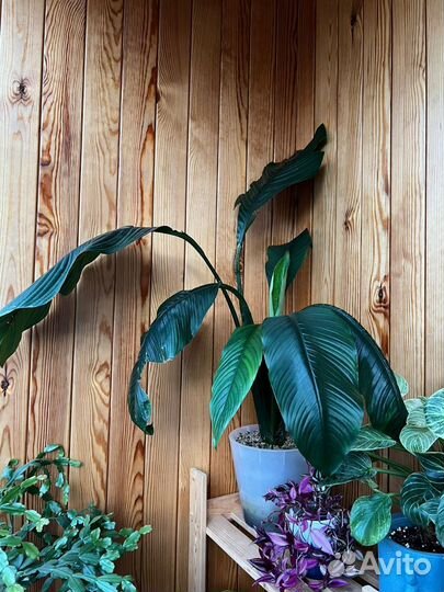 Спатифиллум сенсация